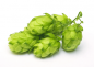 Preview: Hopfen | Humulus lupulus